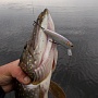 Lucky Craft Classical Minnow - ��������� �� ����.