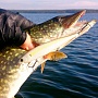 Minnow Flash Pointer  115