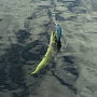 SK Jerk 100    )