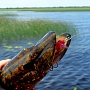 Flash MInnow 110 в пасти щуки