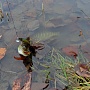 Осенний STREET FISHING