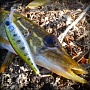 Lucky Craft Pointer 48 SP	Aurora Bass