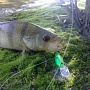 Bevy Shad   ,  .
