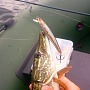 Flash Minnow 95MR