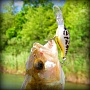 White Bass - ""