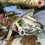 	Lucky Craft Pointer 48 SP	Aurora Bass