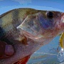 White Bass - ""