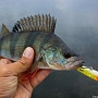 Gunfish 75