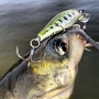	Lucky Craft Pointer 48 SP	Aurora Bass