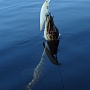  . Silent Pointer & pike