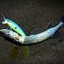 ����� �� Flash Minnow 110 