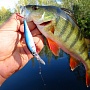 Pointer 65 DD & perch