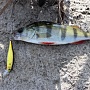 Pointer 65sp