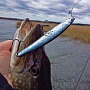  Flash Minnow
