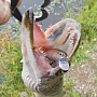 Lucky Craft Flash minnow 110SP.